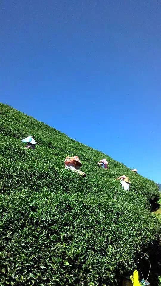 茶叶狮 TAI WAN TEA