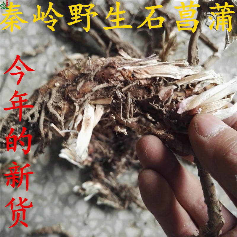 Qinling wild stone calamus Chinese herbal medicine pure natural natural stone calamus mountain calamus nine sections Changpu 500g