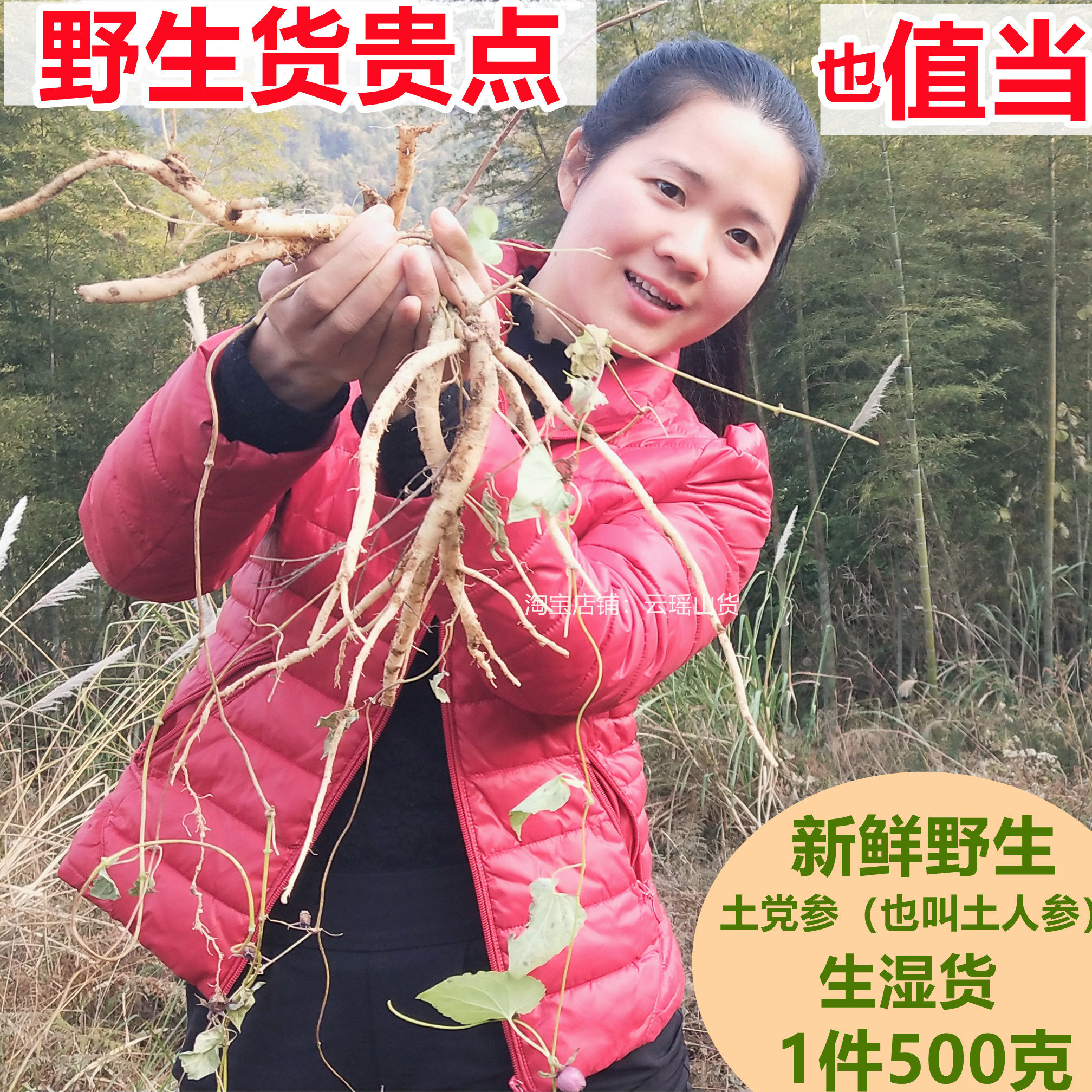 Fresh wild native Codonopsis (also called native ginseng) pure saucepan broth wine boiling water Chinese herbal medicine 500 gr