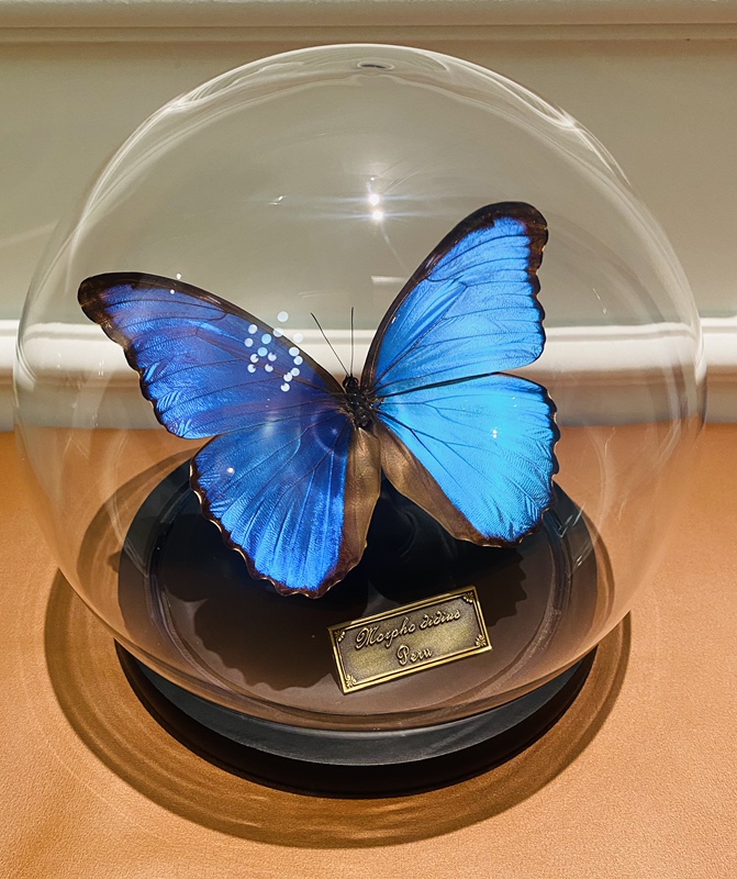Butterfly Specimen, Large Blue Morpho Butterfly, Eternal Flower, Glass Cover, Sealed Ornament, Birthday Gift, Premium Souvenir Butterfly Specimen, Large Blue Morpho Butterfly, Eternal Flower, Glass Cover, Sealed Ornament, Birthday Gift, Premium Souvenir