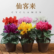 Cyclamen mô phỏng cây xanh trồng hoa trang trí chậu hoa giả hoa chống thực trang trí phòng khách nhựa cây xanh - Hoa nhân tạo / Cây / Trái cây