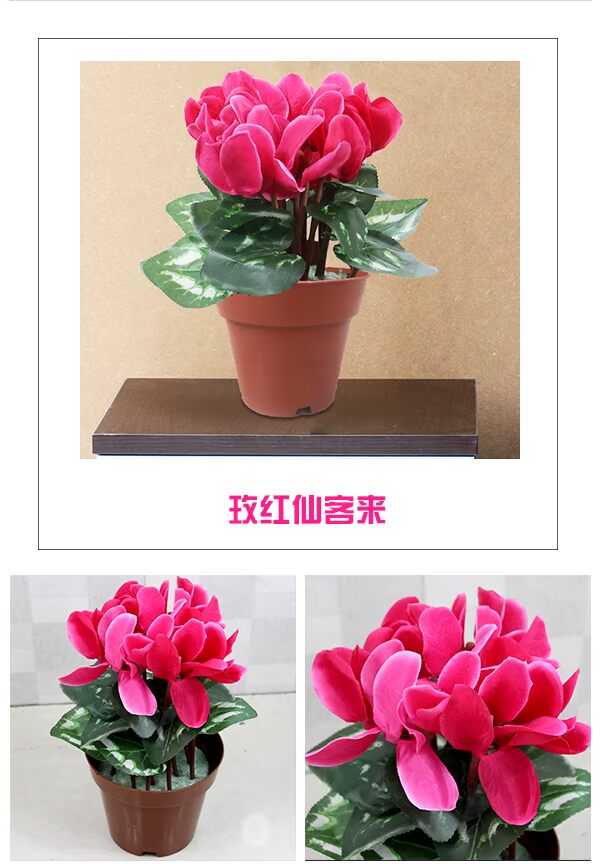 Cyclamen mô phỏng cây xanh trồng hoa trang trí chậu hoa giả hoa chống thực trang trí phòng khách nhựa cây xanh - Hoa nhân tạo / Cây / Trái cây bình hoa hồng giả đẹp
