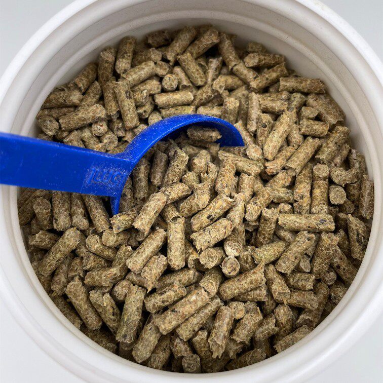 (CO Mahjiao) British Daily Fiber Rabbit Holland pig gut digestion regulates probiotics 800g 23 10