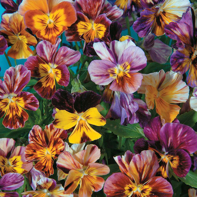 Summer Flower Shop * UK TM Horned Pansy Pansy Imported Flower Seeds Sow Cold-resistant Edible Flowers in Autumn and Winter in Four Seasons