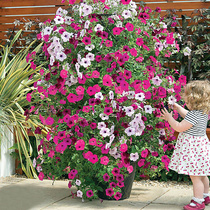 Summer flower shop * TM * New Product * hanging vine climbing large Petunia imported autumn and winter four seasons flower seeds