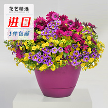 Miss Xias flower shop * Imported flower seeds*Easy to grow and live cold and heat-resistant four-season seed flowering set