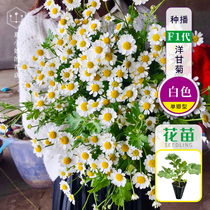 Miss Xias florist * German chamomile flower seedling F1 planting imported vanilla courtyard potted flower Hardy HM