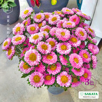 Japan Sakata * Matsumoto cut flower gerbera imported flower seeds Four Seasons indoor novice easy planting potted flowers