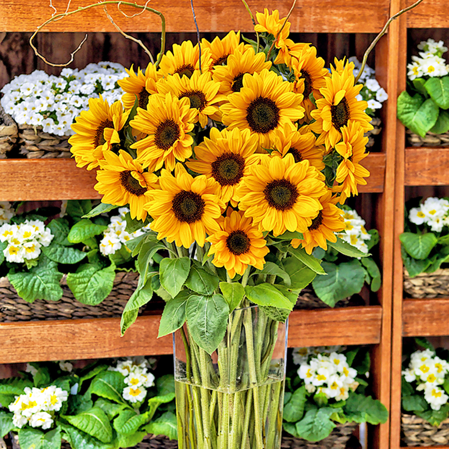 F1 Vincent White Moon Light Teddy Bear Sunflower Garden Balcony Indoor Flower Fresh Flower Pot Plant Flower Seed Flower Seed-Taobao