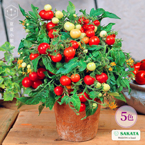 Japan Sakata * Red pink bird small tomato Imported vegetables fruit seeds Potted ornamental four seasons species Indoor easy to live