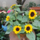 Japan's Takii* smiling sunflower dwarf dwarf imported flower seeds are sown in summer and autumn, easy to live and grow in pots