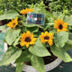 Japan's Takii* smiling sunflower dwarf dwarf imported flower seeds are sown in summer and autumn, easy to live and grow in pots