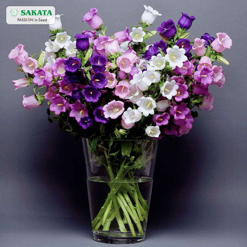 Japan's Sakata*Appeal bellflower imported flower seeds indoor four seasons flower seeds garden potted flowers