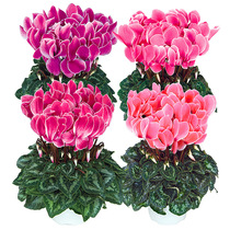 France Morel * Smatiz Cyclamen imported flower seeds Indoor high-grade four-season seed easy-to-live potted flowers