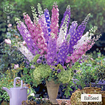 Summer Garden * American Paul imported large flower Delphinium seeds cold-resistant flower species potted cut flowers easy-to-plant