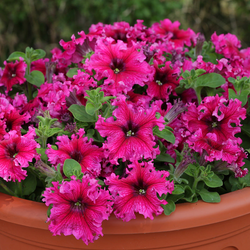 Summer summer flower shop *TM* new pituitary hanging vine pleated pleated large petal dwarf calf imported flower seed all season