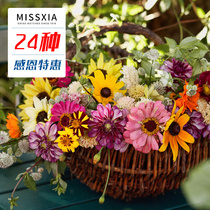 Miss Xias flower shop * T8 flowering seeds perennial four seasons easy to live indoor garden potted green set