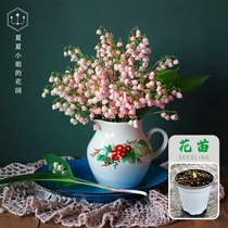 Miss Xia Xia Xias Garden * Imported Lily indoor potted garden plant shade-resistant aromatic flowers Hardy HM