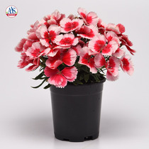 Pan American * Big Flower Dianthus * Selected * Imported flower seeds flowers green plants easy to live four seasons indoor potted plants