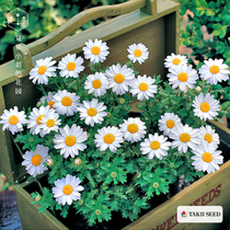 Japan Takii * Snow white Chrysanthemum Imported flower seeds Flower seeds Four seasons Indoor easy to live green balcony flowers