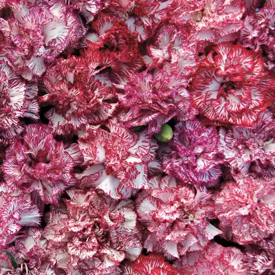 夏夏花店 Tm 新品 切花康乃馨易活四季种进口重瓣大花石竹花种子