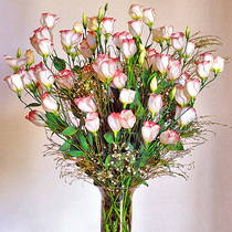 American Pan-American * Laguna * Eugrandiflorum imported flower seeds single-petal spring sowing autumn Four Seasons easy-to-grow flowers