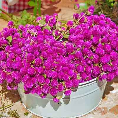 千日紅四季夏秋冬播乾燥花室內盆栽植物庭院陸地易活花卉花種子花籽