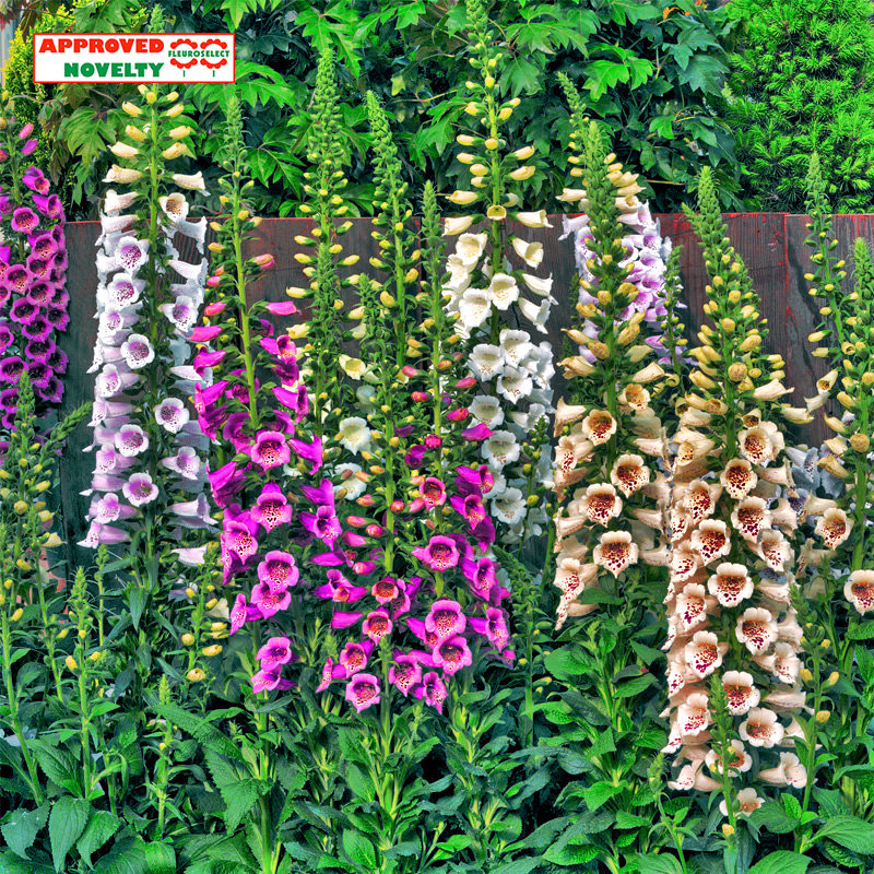 Summer flower shop * Pan American foxglove courtyard garden potted large flowers imported flower seeds are easy to live in all seasons