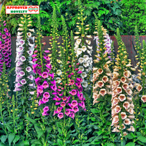 Xia Xia Flower Shop * Pan American Foxia Garden Garden Potted Large Flower Imported Flower Seeds Four Seasons