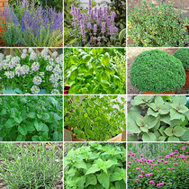 Aromatic plant Ageratum Rosemary Oregano Basil Lavender Green mint Herb material Four seasons seed easy live flower seeds