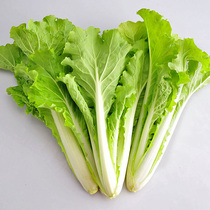 Yellow seedlings golden high-yield cabbage vegetables fruits and vegetables seeds Four Seasons easy-to-live autumn balcony indoor flower pots