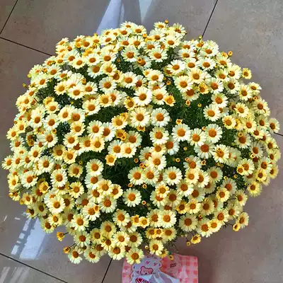 茼蒿菊木春菊瑪格麗特法蘭西菊花種子春播夏播秋播四季種易活盆栽 茼蒿菊木春菊瑪格麗特法蘭西菊花種子春播夏播秋播四季種易活盆栽