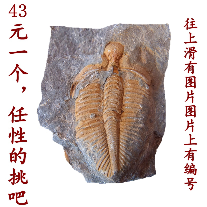 Natural trilobite fossils place animal stone retro nostalgic fortune friends paleontological science specimen 7777