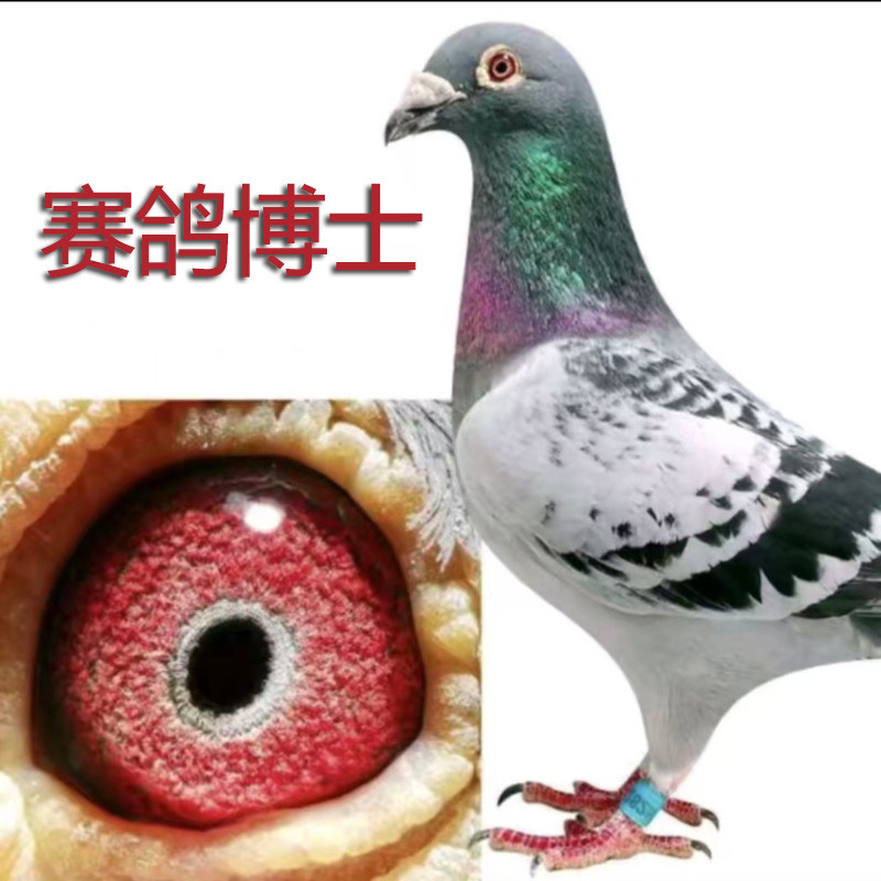 赛鸽博士