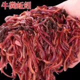 Земля дождевой червь