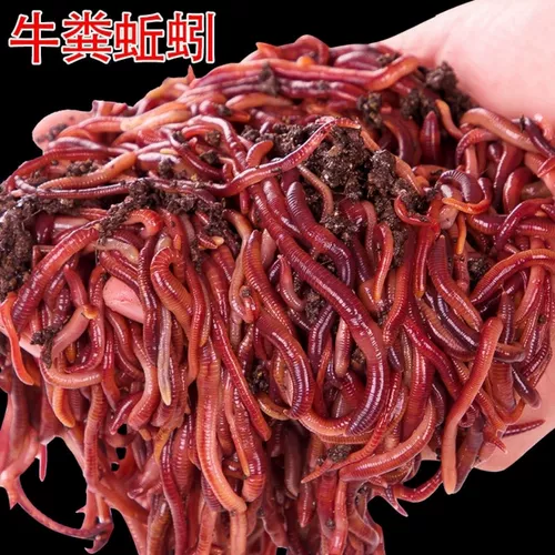 Земля дождевой червь