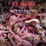 Земля дождевой червь