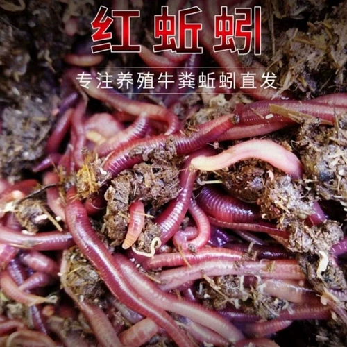 Земля дождевой червь