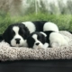 Bianpu Dog (мать и ребенок) содержит 200 граммов активированного углерода