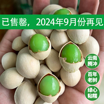 White Fruits Fresh Gingko Fruits 2023 New Goods Yunnan TenChong Gingko Village Ancient Trees Old Varieties Sticky Glutinous 500g
