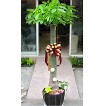 1 6 m single pole hairy tree bonsai potted plant Shanghai flower and bird market bonsai shop in the same city to send flowers