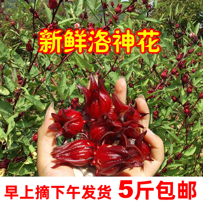 Guangxi fresh roselle roselle tea roselle red peach k-fruit enzyme preserved fruit wine 5 jin FCL
