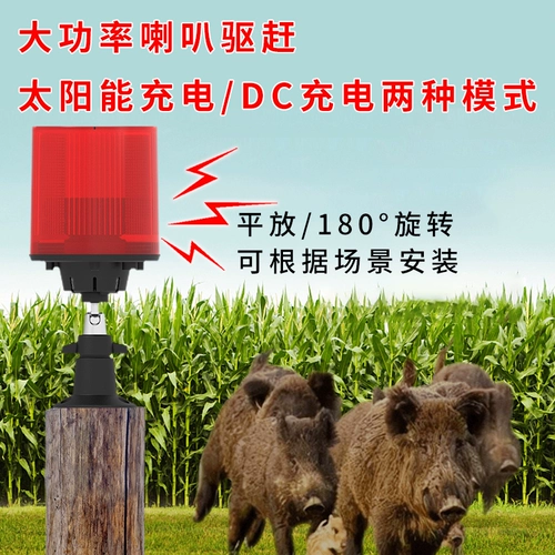 Испуганная свинья управляет зверя