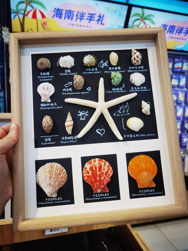 12inch Natural Shell and Starfish Specimen Photo Frame Ornaments (with Gift Box)