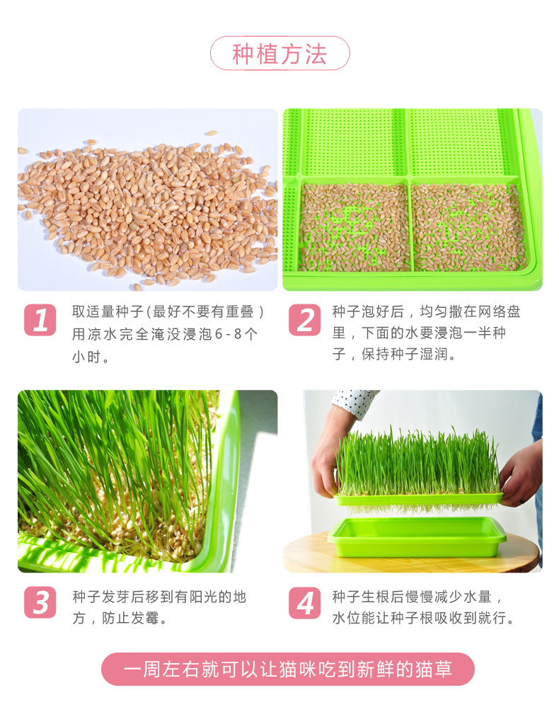 Gửi hạt giống mèo trồng cỏ đặt hạt giống thủy canh đến tóc bóng mèo ăn nhẹ mèo sâu bướm cung cấp vật nuôi mèo - Đồ ăn nhẹ cho mèo đồ ăn cho mèo