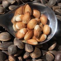 Yunnan wild fresh pine nuts not open bulk 500g original taste hand peel 1 jin of raw wet fresh pine nuts bulk