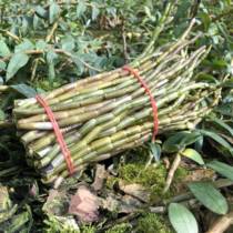 Yunnan Tengchong plateau imitation wild Chinese medicinal herbs fresh Dendrobium officinale and maple tea dried flower 500 grams