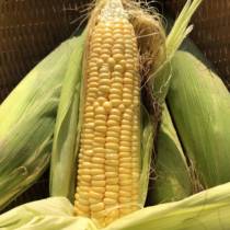 Yunnan Tengchong farm fruit corn 5 kg of fresh seasonal sweet corn glutinous rice stick raw eating vegetables sticky glutinous