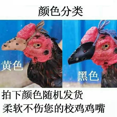 Douji Root Set School курица играет куриные кусочки Cai Dour, покрывающие куриные куриные рот капота