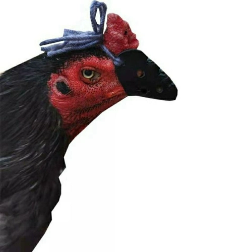 Douji Root Set School курица играет куриные кусочки Cai Dour, покрывающие куриные куриные рот капота